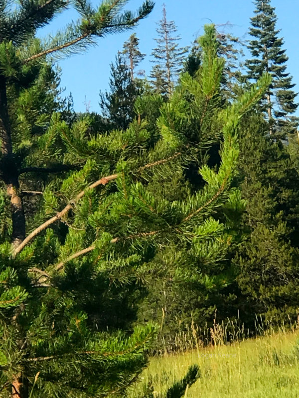 Ponderosa Pine