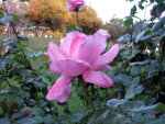 California Rose