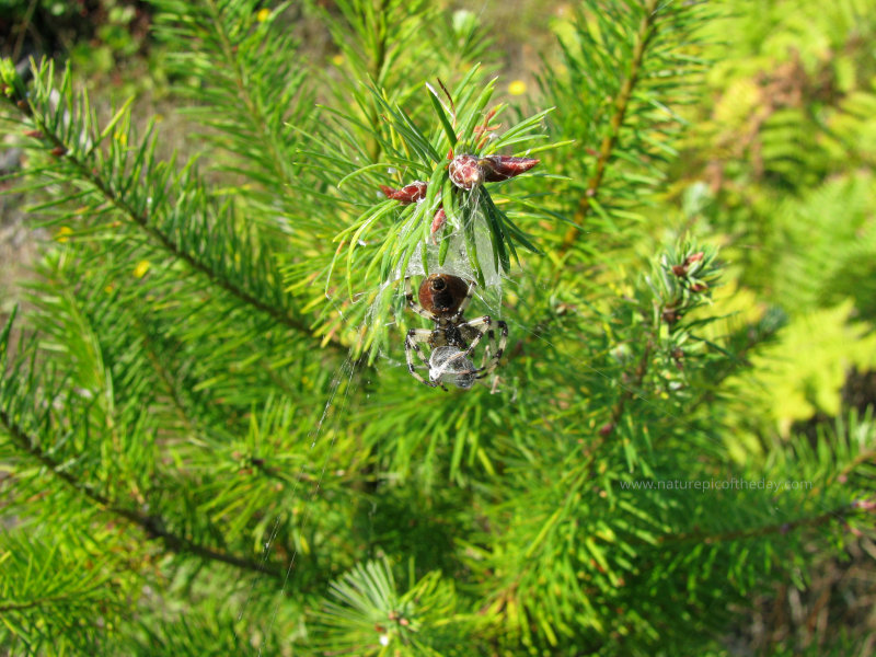 Spider web getting ready to feast!