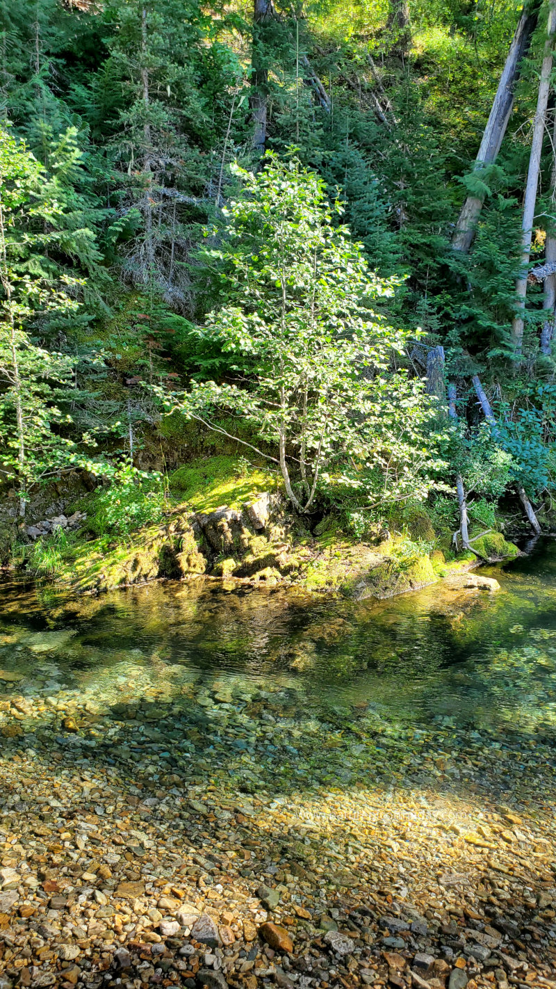 Tree on a mountain stream