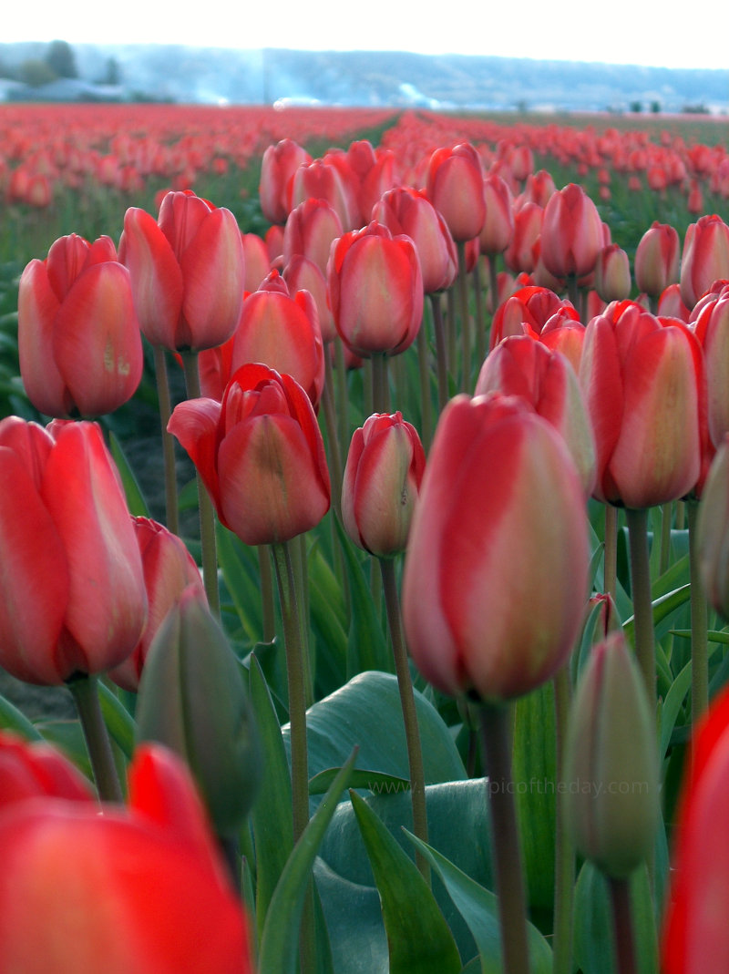 Tulips in Skagit Valley