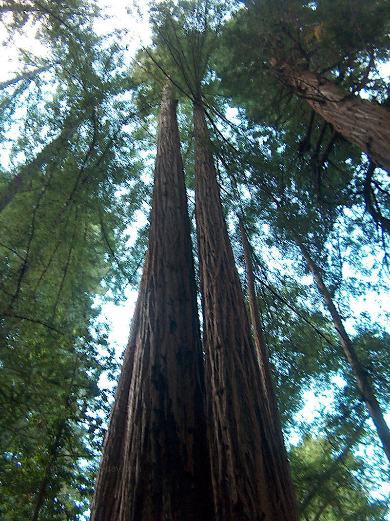 Muir Woods