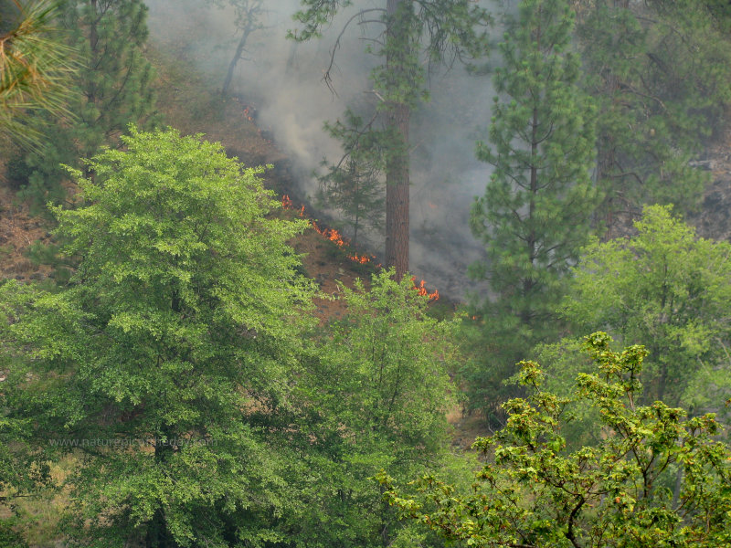 Wildfire in California