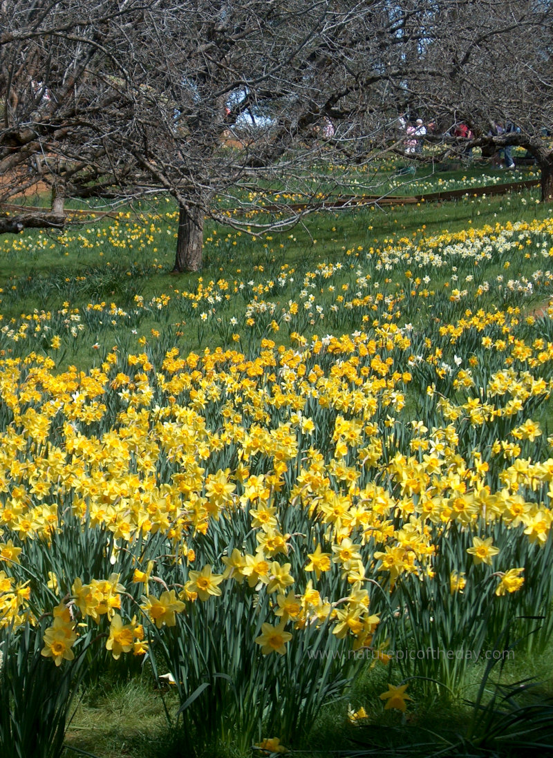 Daffodil Hill in California