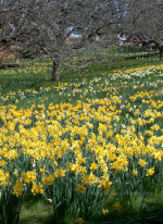 Daffodil Hill in California
