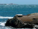 Sea lion on a rock