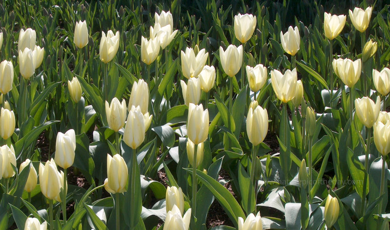 Tulips in Skagit Valley