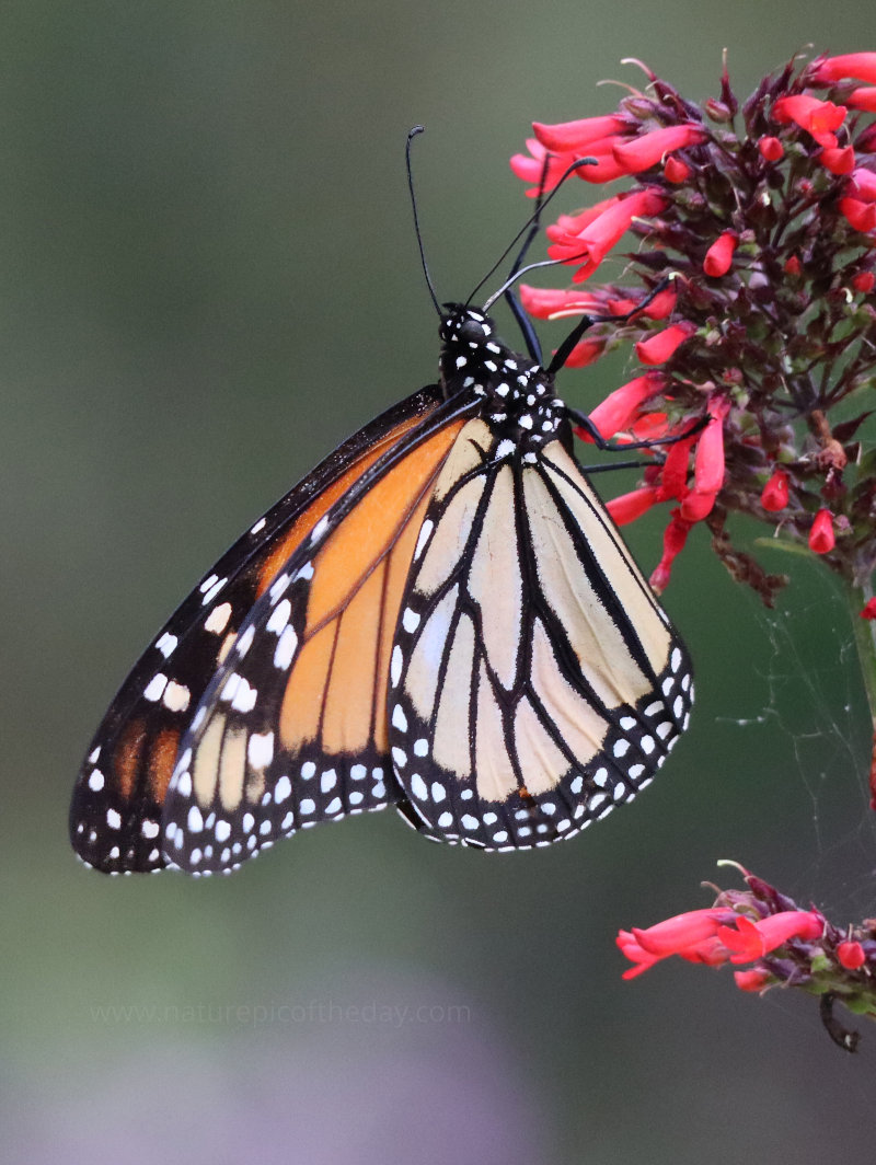 Butterfly in Florida