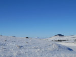 Longhorns in the winter