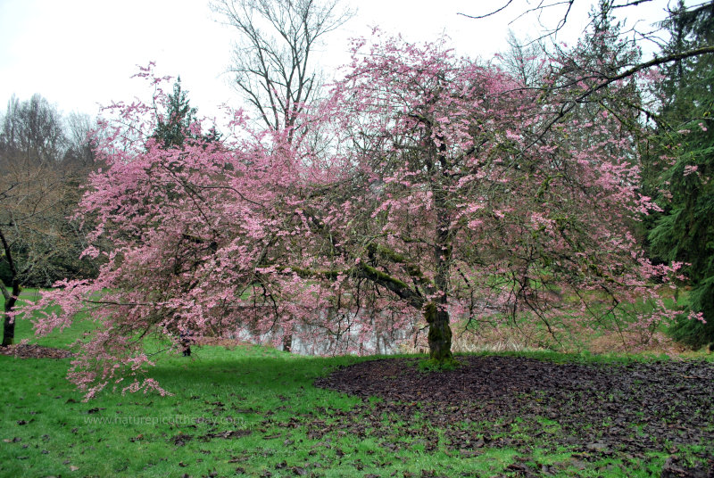 Blossoms in the spring