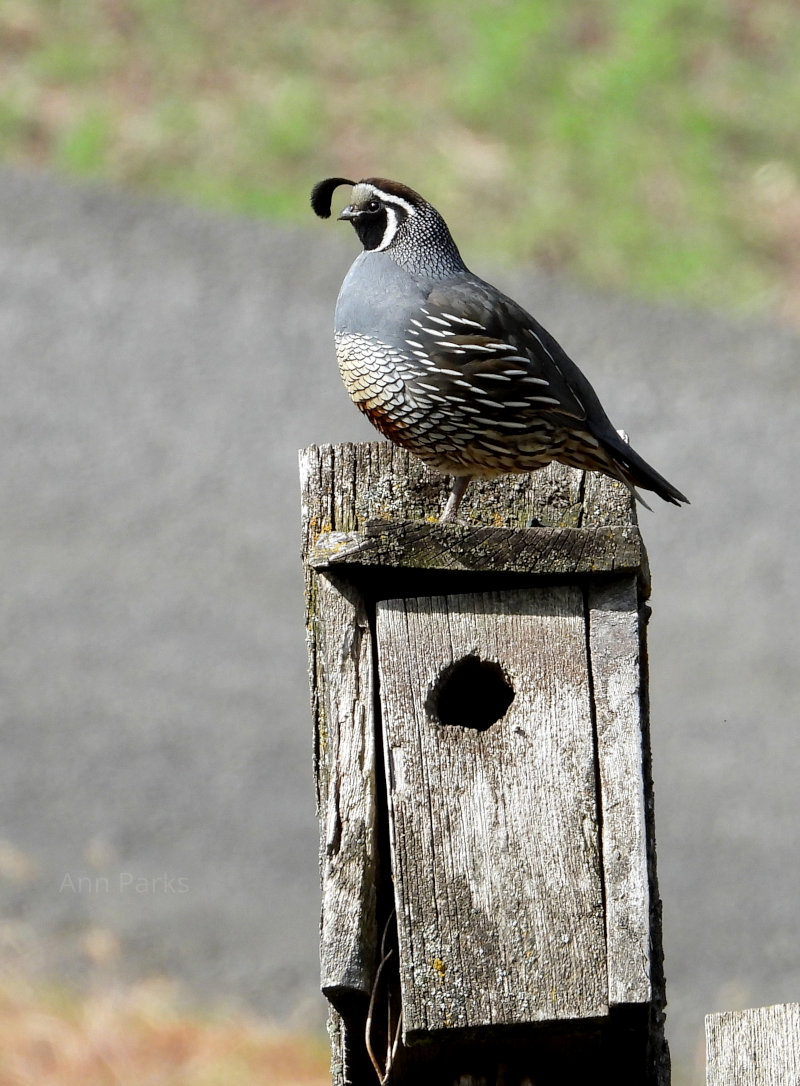 Quail on a birdhouse