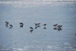 Birds on the beach in Western Washington.