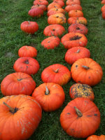 Rows of pumpkins