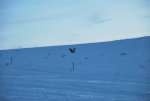 Hawk in the Snow