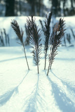 Circular arrangement of needles sticking out of the snow.