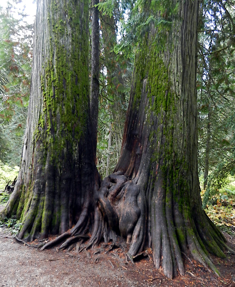 Cedar trees in Montana