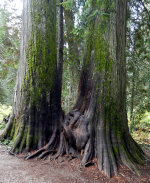 Cedar trees in Montana