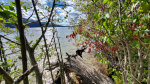 Fall on the Lake, Priest Lake