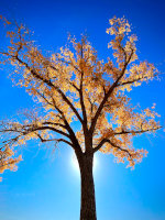 Cottonwood in the fall