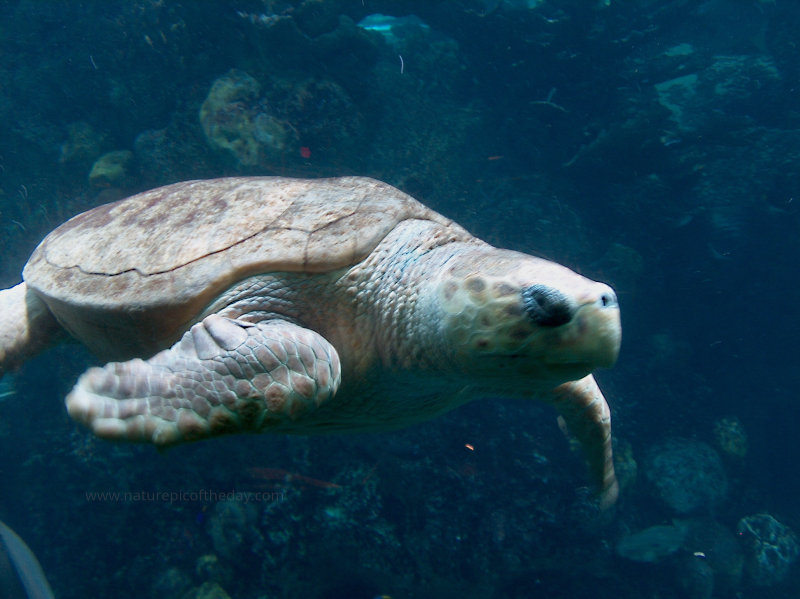 Sea Turtle in Boston