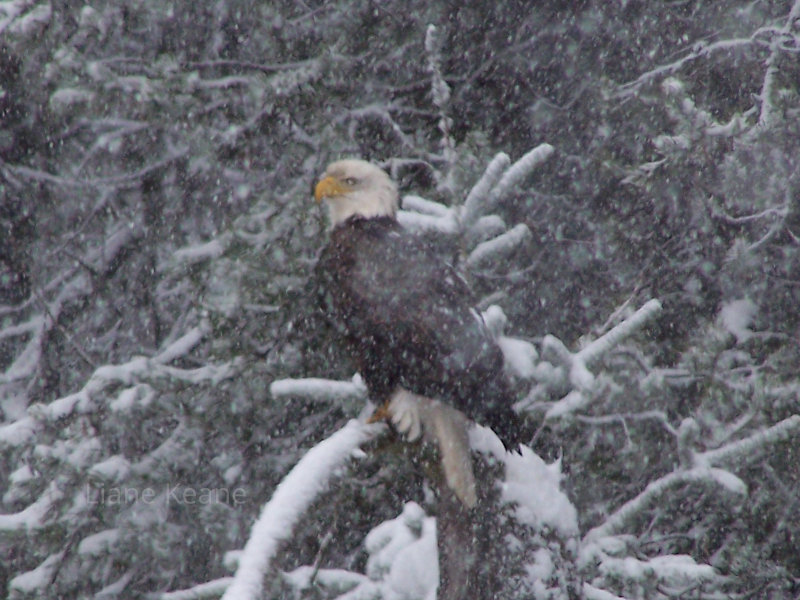 Bald Eagle in a snow storm.