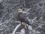 Bald Eagle in a snow storm.