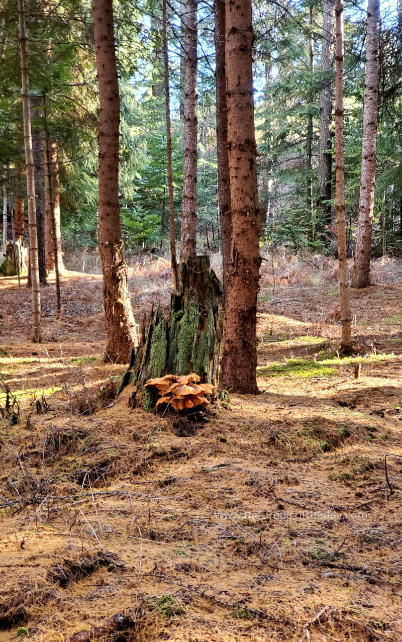 Fungi in Montana