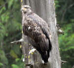 Bald Eagle in Idaho