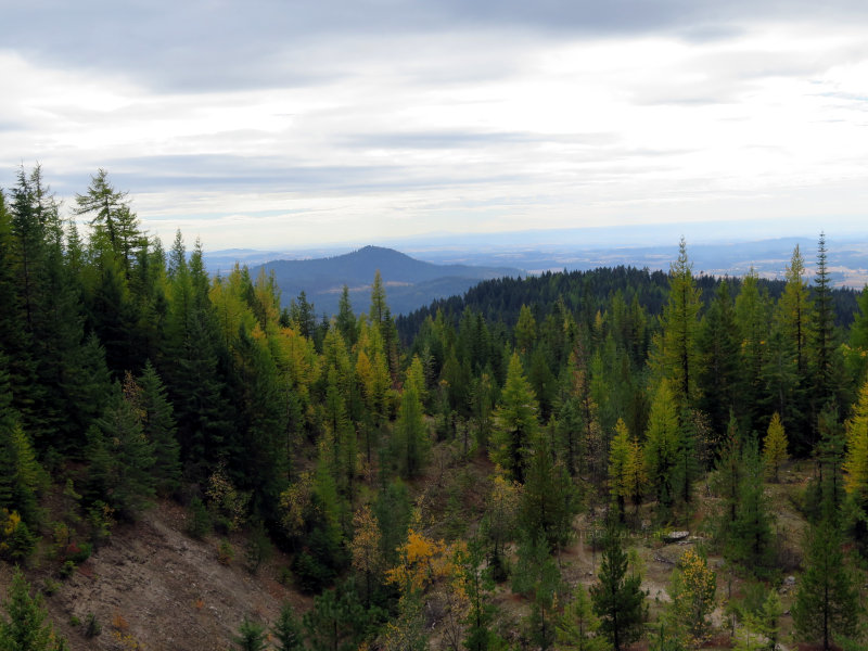 Larch in Idaho