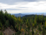 Larch in Idaho