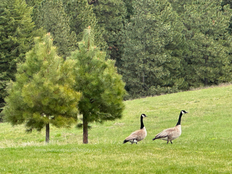 Canada Geese 