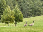 Canada Geese 