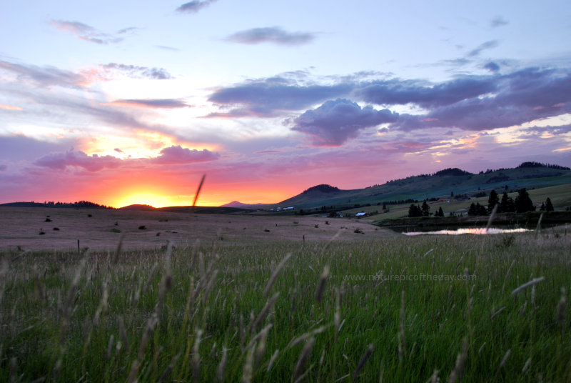 Spring on the Palouse