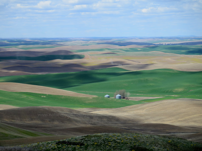 Spring on The Palouse