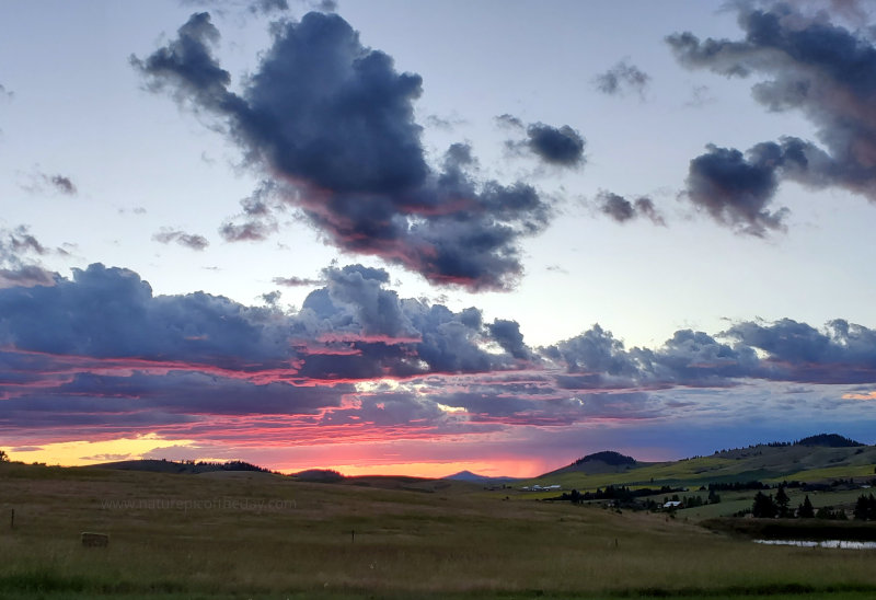 Canola Fields and sunsets