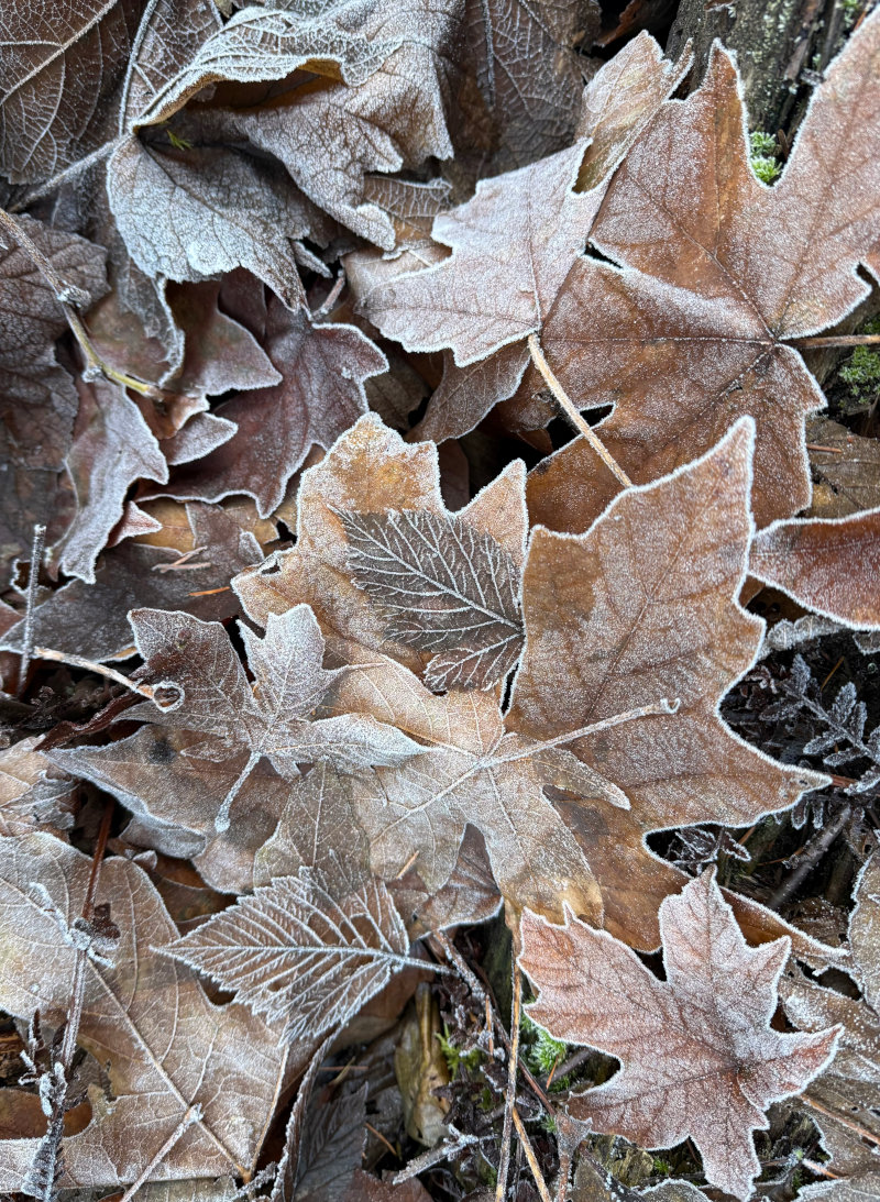 Frosty morning in Washington
