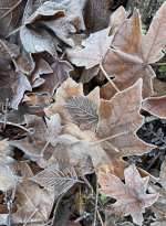Frosty morning in Washington