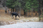 Moose in the winter