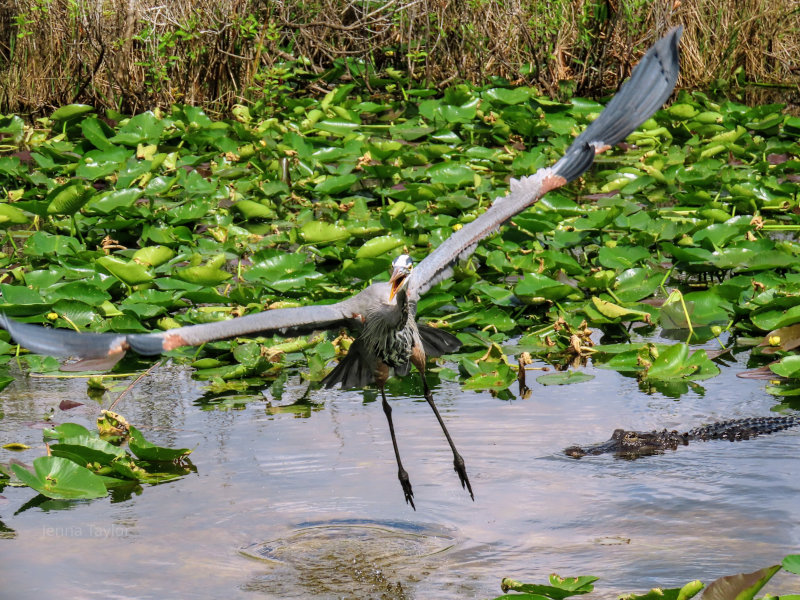 Heron and Alligator in the Everglades