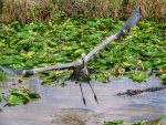 Heron and Alligator in the Everglades