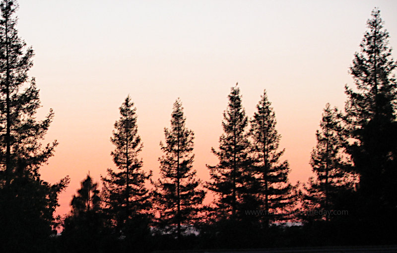 Pine Sunset in California