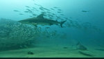 Bull Sharks in the Sea of Cortes, Baja Mexico