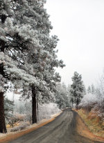 Country Road in Winter