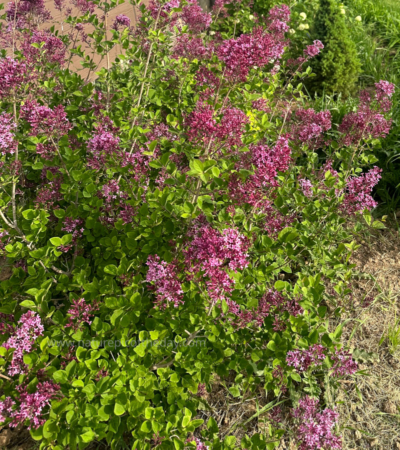 Purple lilacs