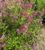 Purple lilacs