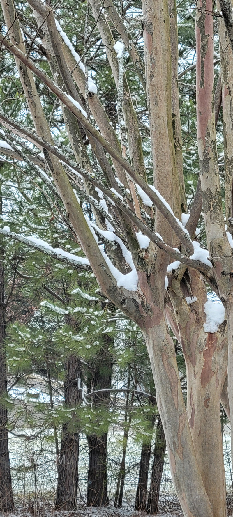 Snow covered trees in Alabama