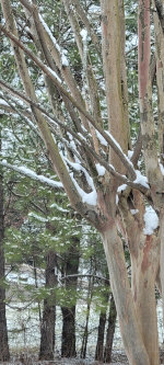 Snow covered trees in Alabama