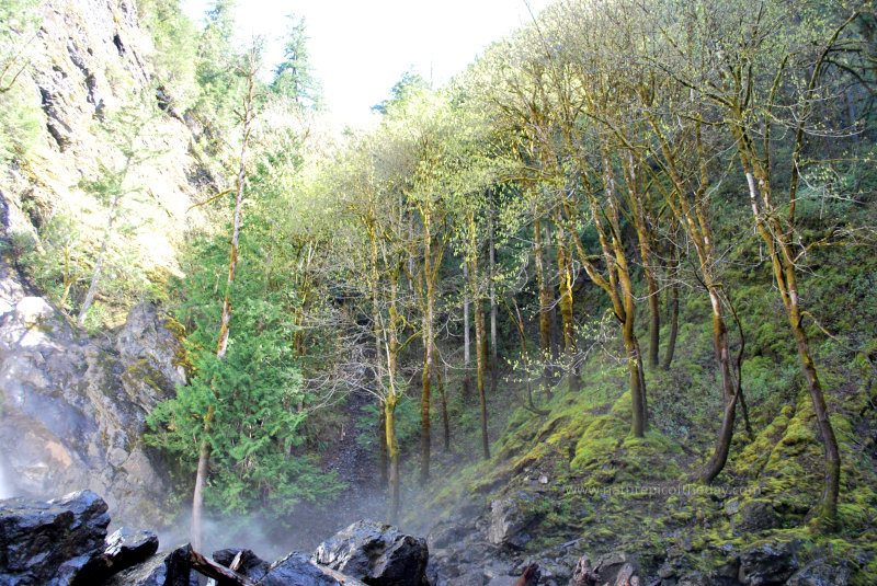 Moss and waterfall