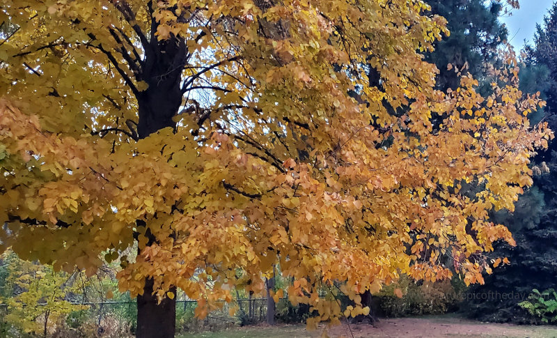 Autumn Trees of Gold