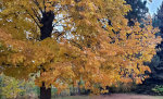 Autumn Trees of Gold